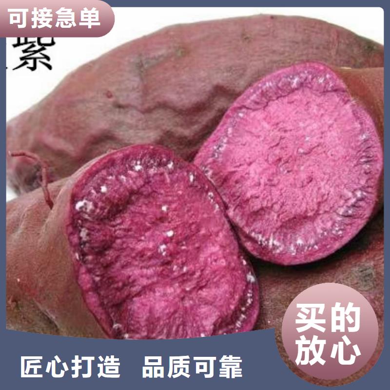 紫薯种苗零售批发
