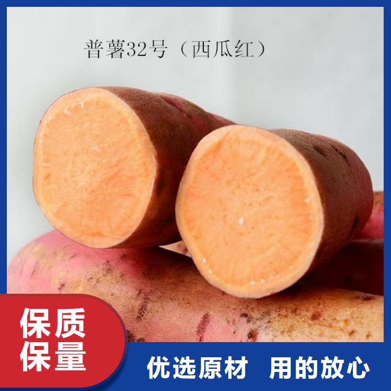 紫薯苗（济黑2号上市）厂家现货