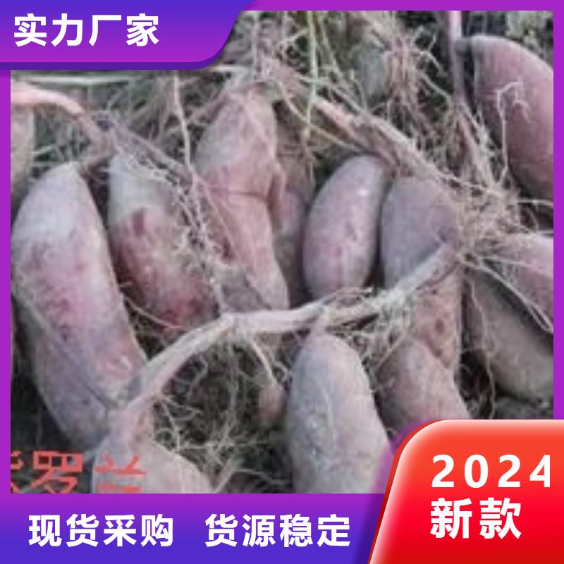 甘薯苗（紫红薯苗）实时报价