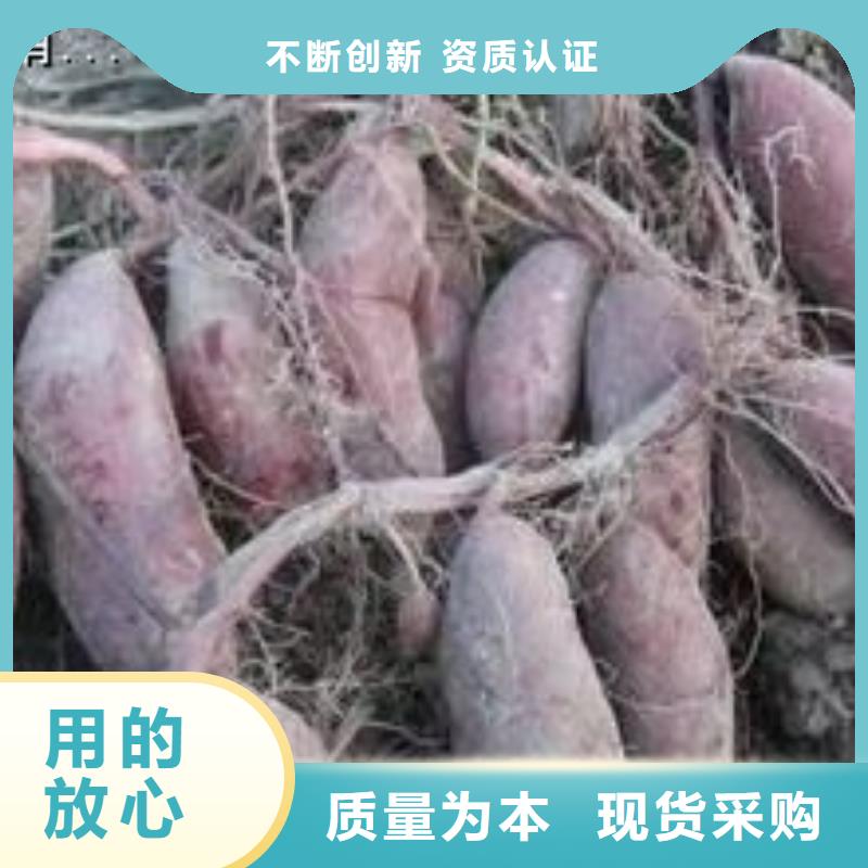 紫薯苗（济黑2号上市）品种区别