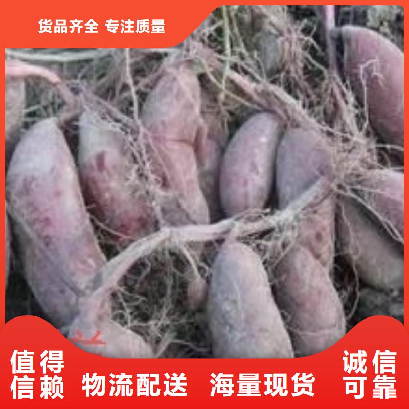 麦茬苗（紫薯)出品率高