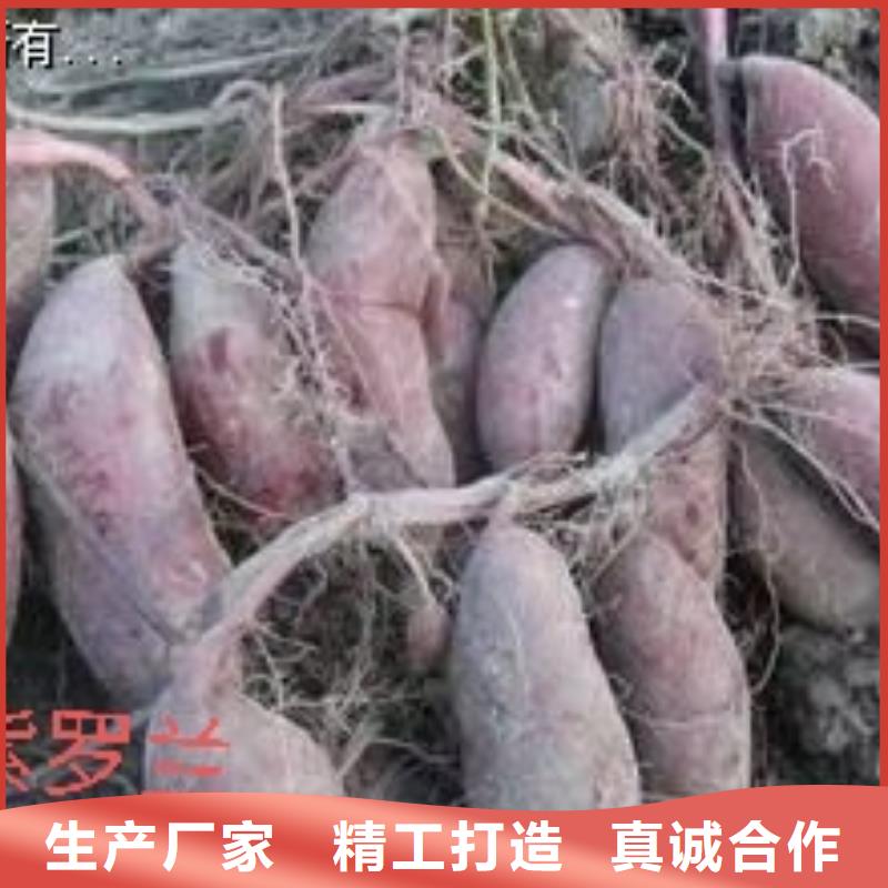 高剪红薯苗实时报价