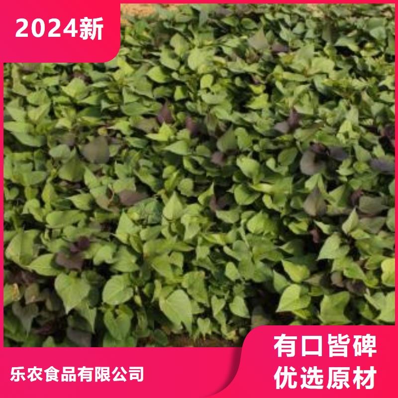 红甘薯苗（高剪苗）择优