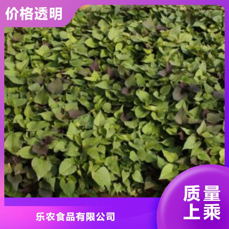 紫薯苗（春薯苗）基地种植