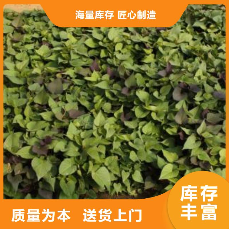 高产红薯苗（预售中）专业指导员