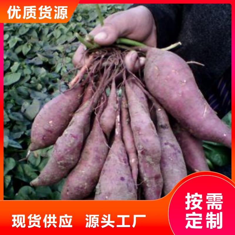 甘薯苗（紫红薯苗）基地育苗