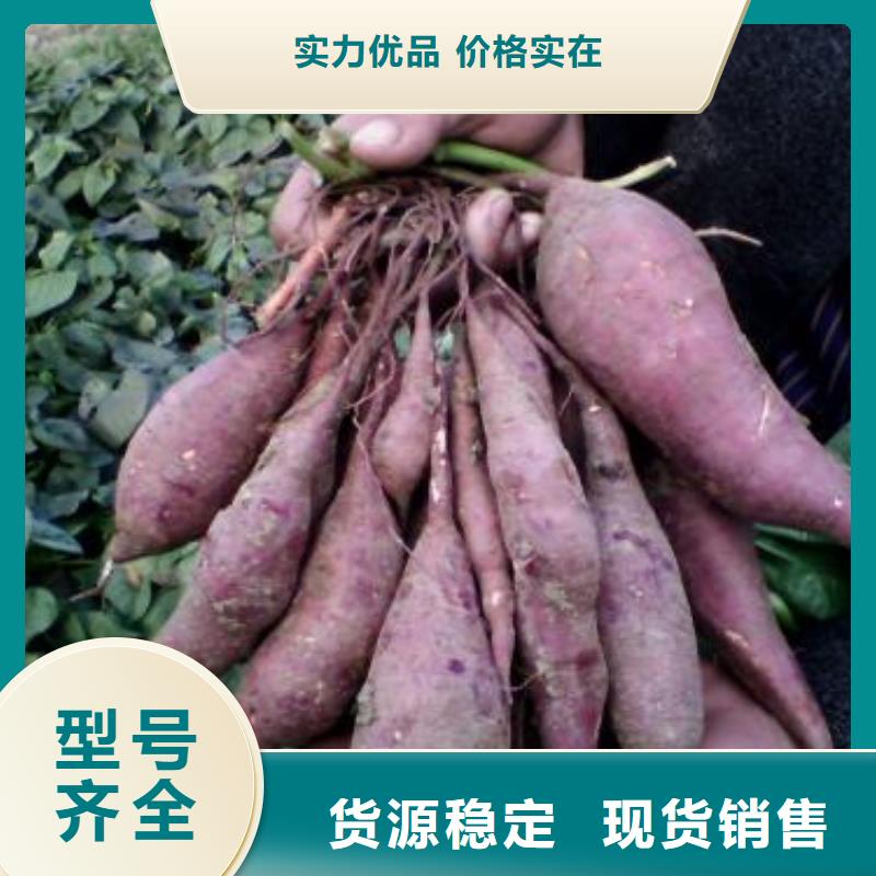 甘薯苗（紫红薯苗）行情走势