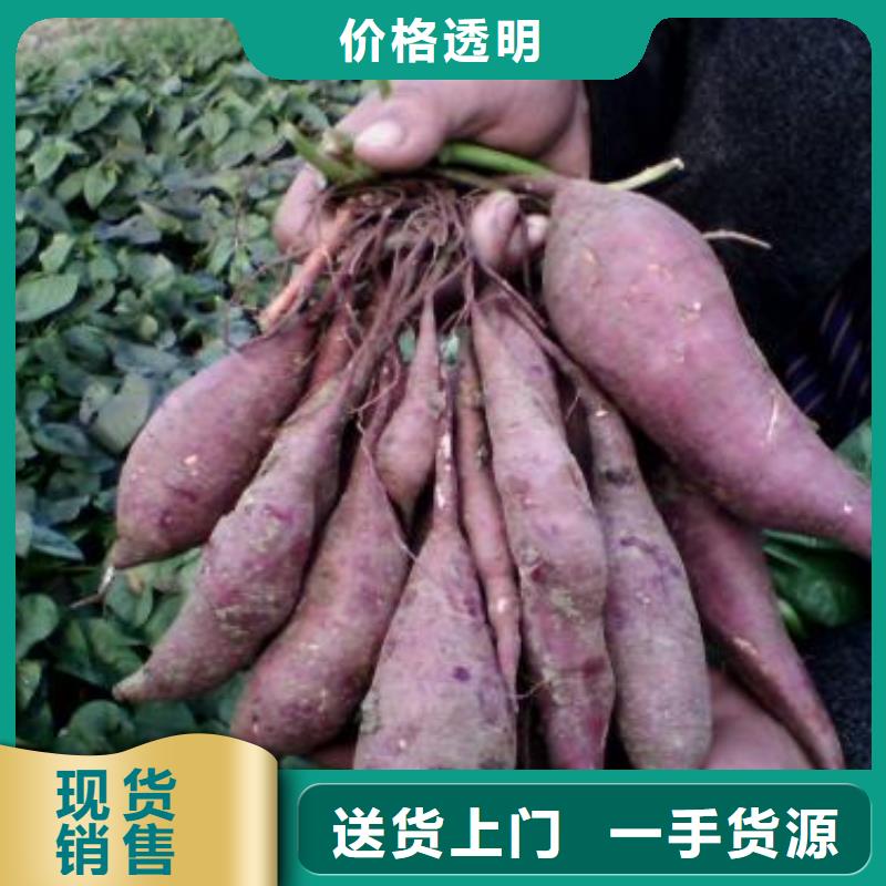 脱毒红薯苗（西瓜红）种植禁忌
