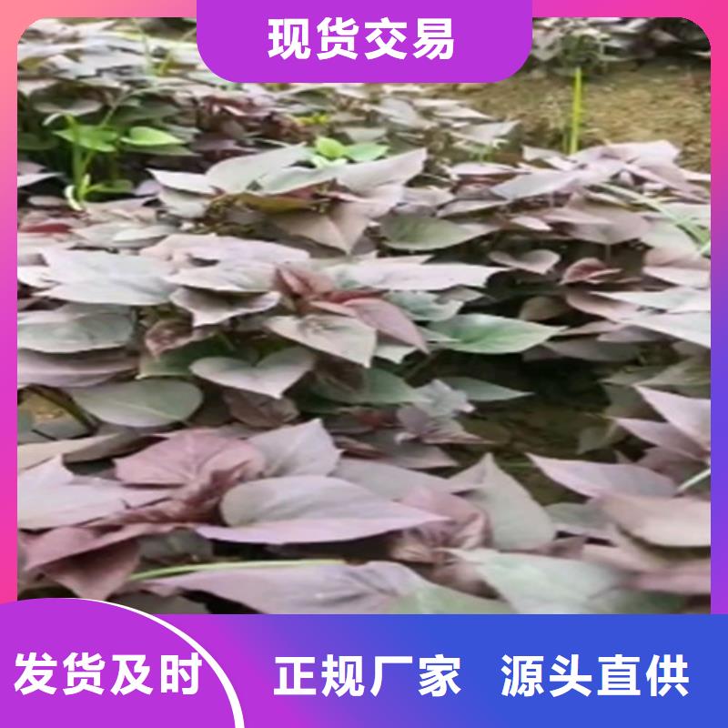 脱毒红薯苗（西瓜红）是怎么种出来的