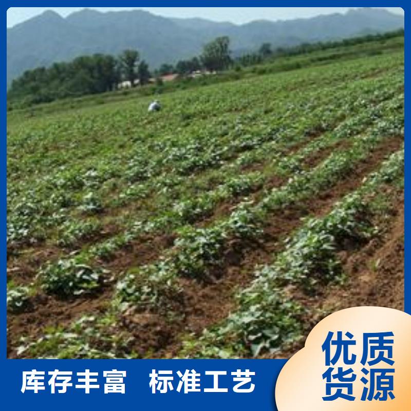 紫色地瓜苗(夏薯)技术指导
