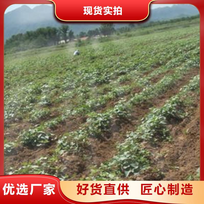 脱毒红薯苗（西瓜红）品种多样