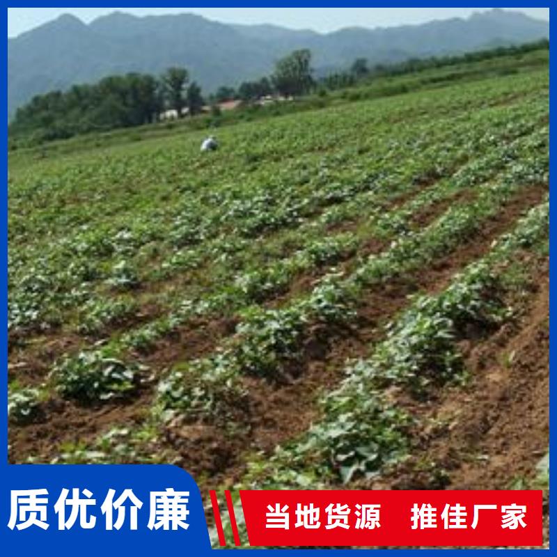 麦茬苗（紫薯)高质量选购