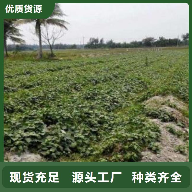 紫地瓜苗种植基地