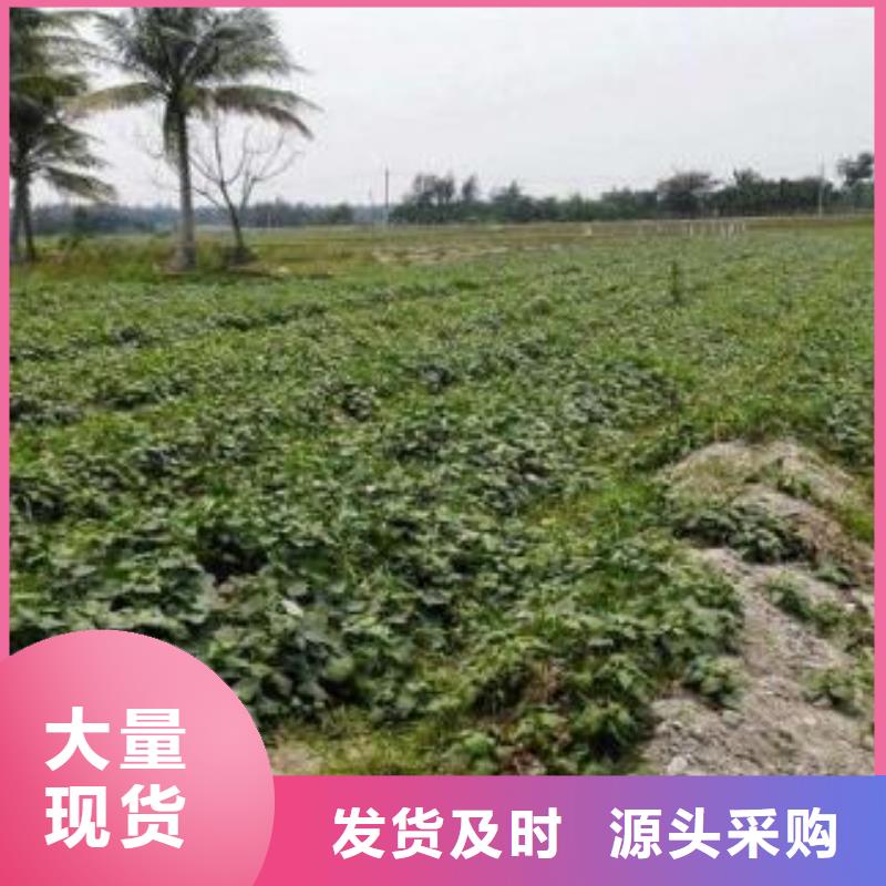 脱毒红薯苗（西瓜红）是怎么种出来的
