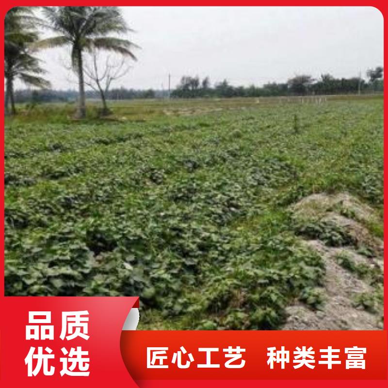 红甘薯苗(高剪苗)鲜食型