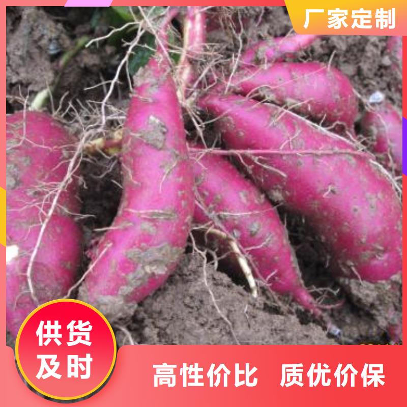 紫薯苗管理方式