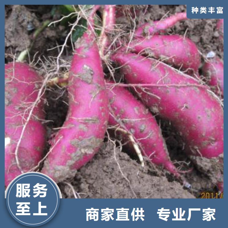 麦茬济黑2号苗行情走势