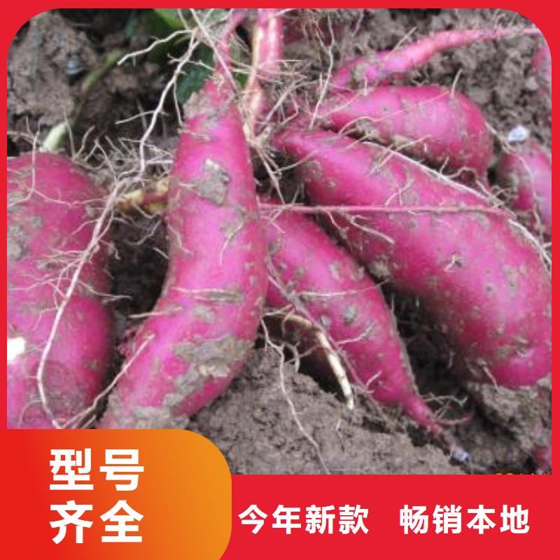 紫薯种苗示范园