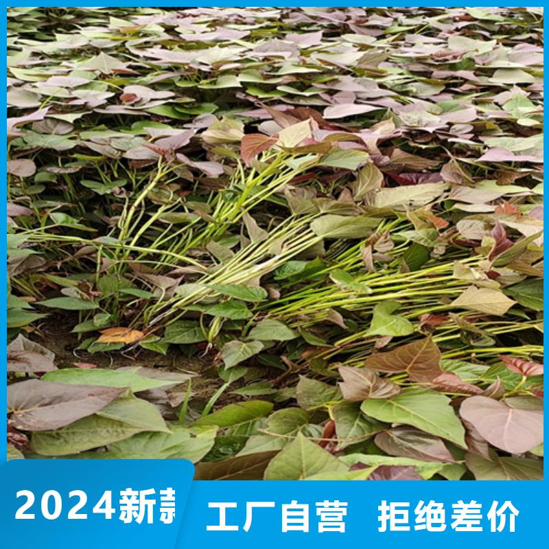 甘薯苗（紫红薯苗）欢迎洽谈合作