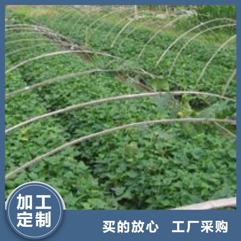 紫红薯苗厂家价格
