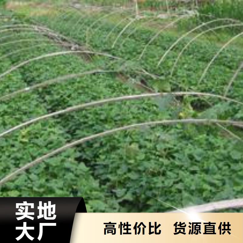 紫薯苗(济黑2号上市)育苗基地