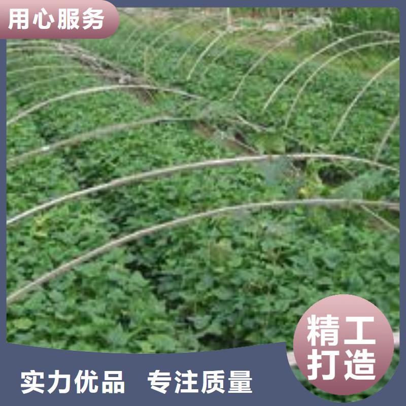鲜食型紫薯苗多少钱一棵