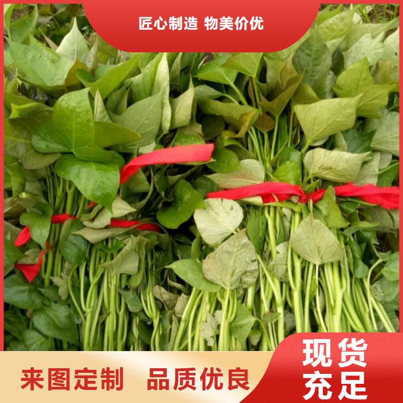 紫薯苗管理方式