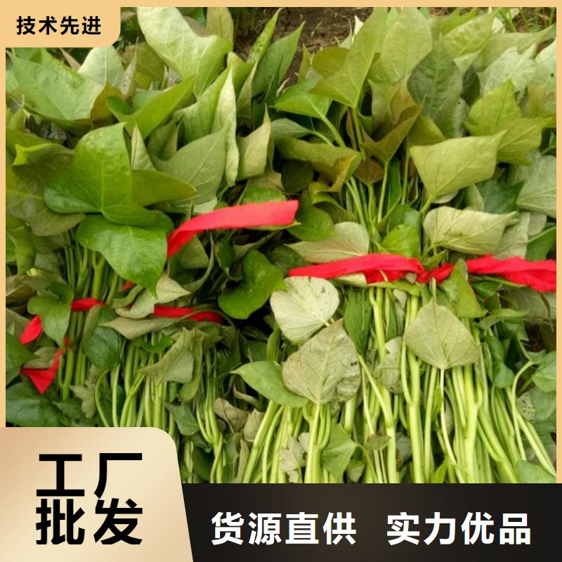 高产红薯苗就选乐农食品