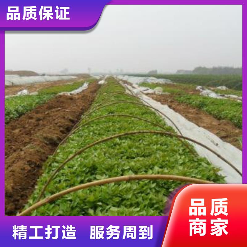 紫薯苗羽衣甘蓝粉品质不将就