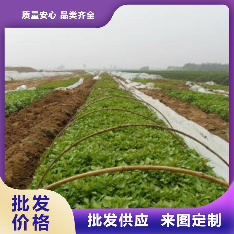 紫薯苗（济黑2号上市）选择我们没错