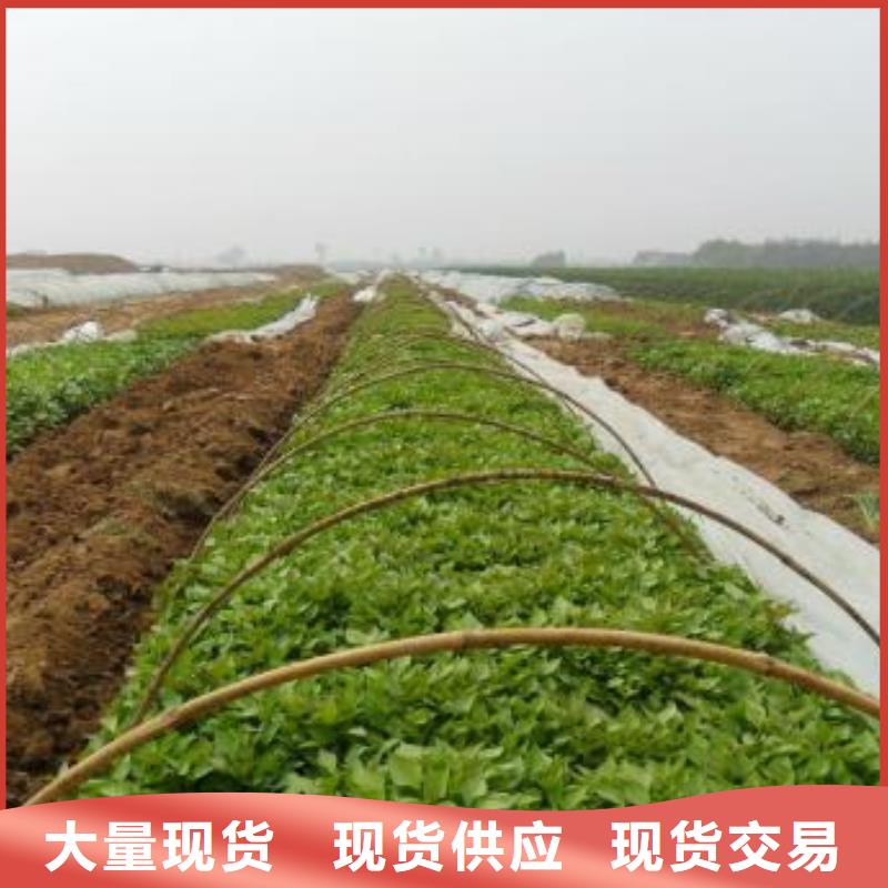 高剪脱毒普薯32号苗子批发零售