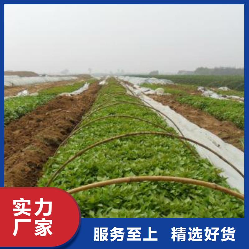 红甘薯苗（高剪苗）什么时候种