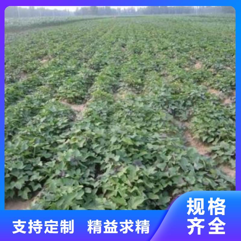 紫罗兰紫薯苗批发