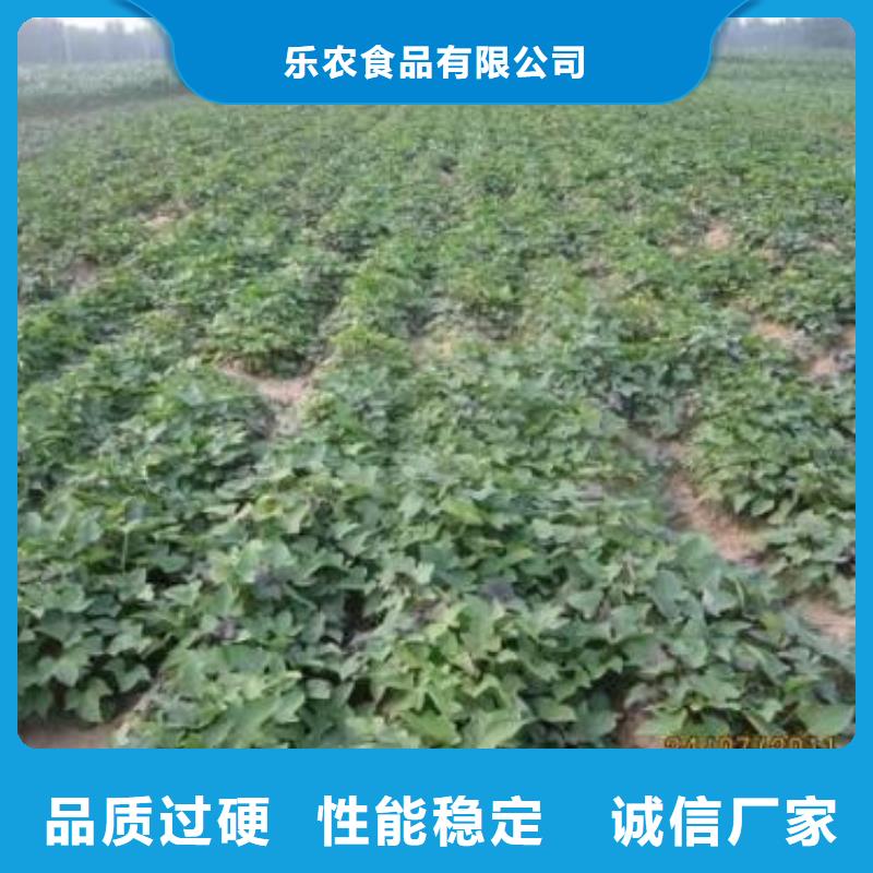 高产红薯苗（预售中）价格