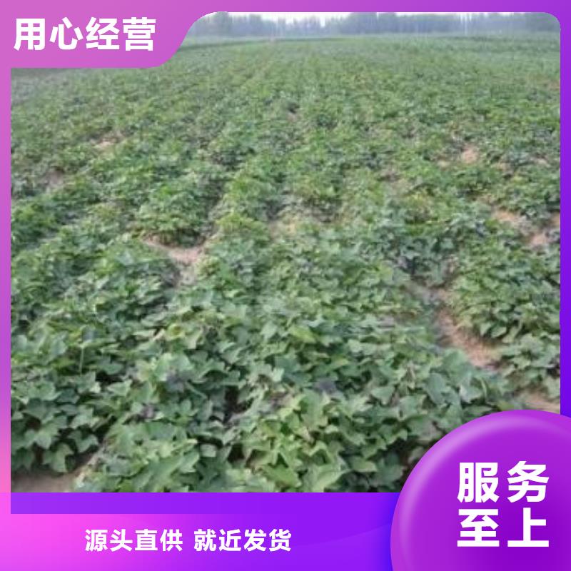 紫薯苗（济黑2号上市）大量批发供应