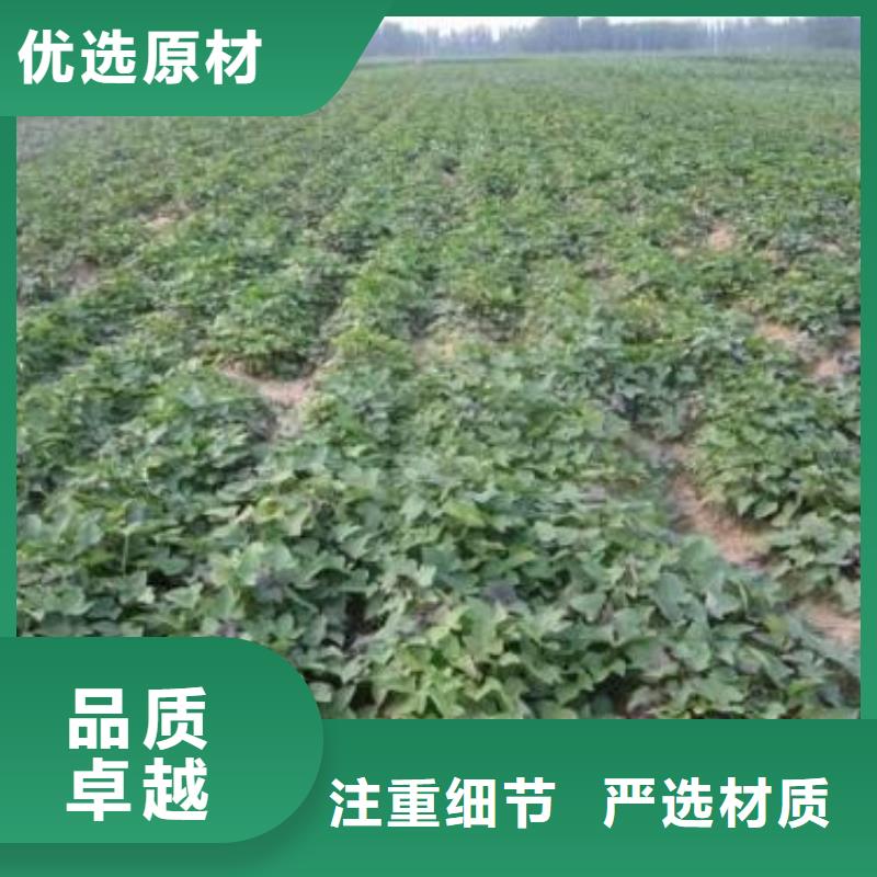 【紫薯苗紫薯粉实体厂家】