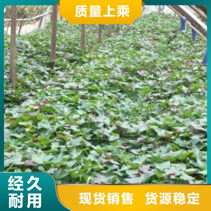 甘薯苗（紫红薯苗）适合种植的地方