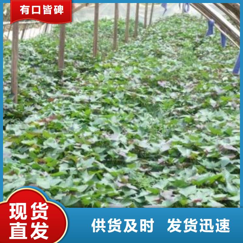 红甘薯苗（高剪苗）品种纯正