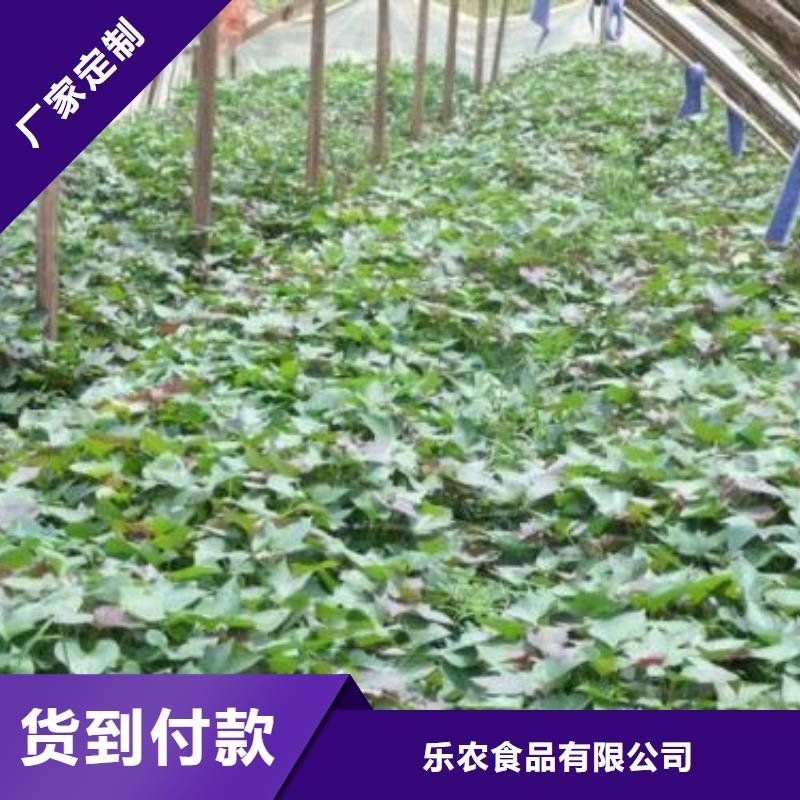 高产红薯苗（预售中）育苗十六年
