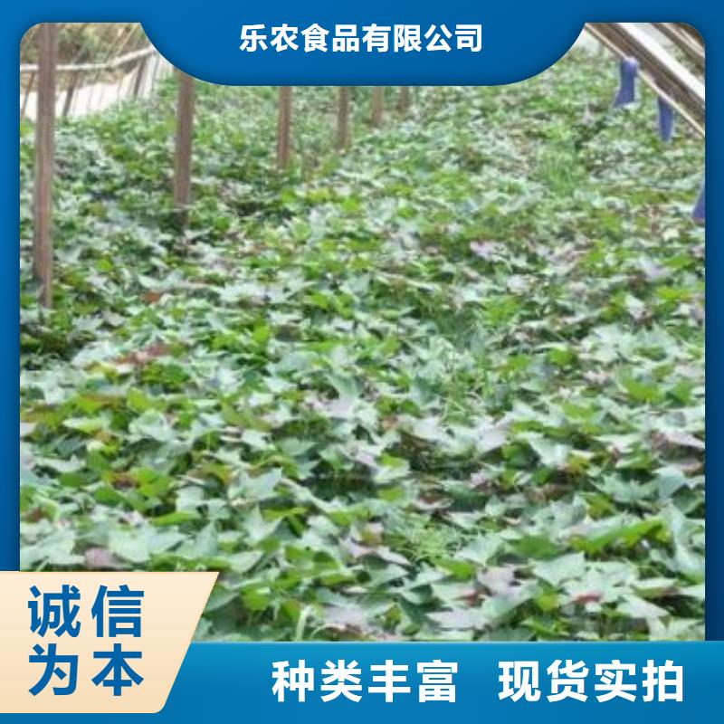 高产脱毒紫薯苗（绫紫)往年价格