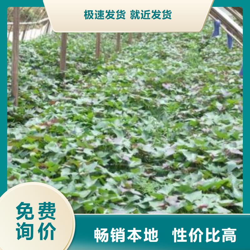 脱毒红薯苗（西瓜红）生产厂家