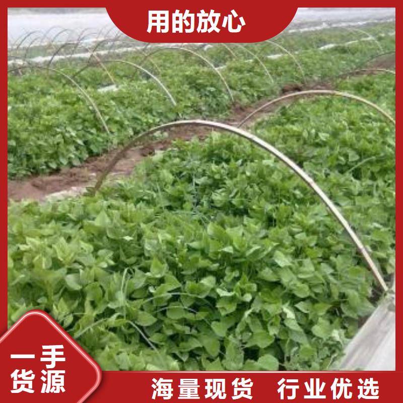 鲜食型紫薯苗供应