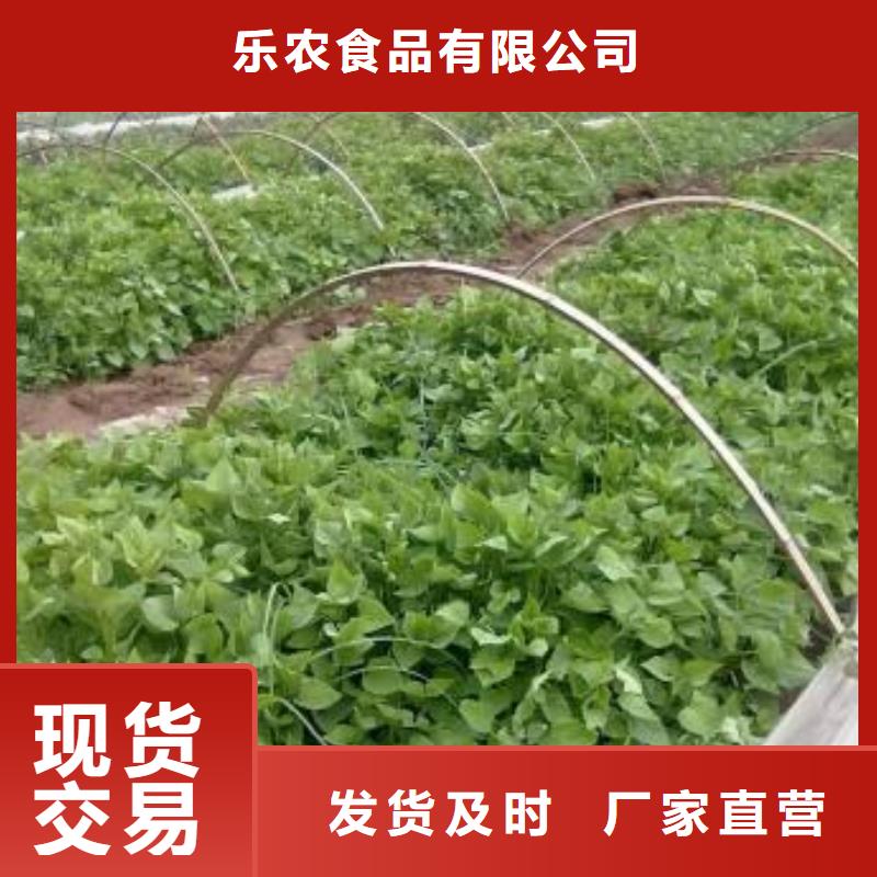 甘薯苗（紫红薯苗）选择我们没错