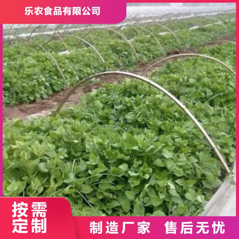 脱毒紫薯苗（济黑品种）客户群遍布全国