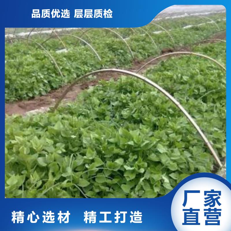 红甘薯苗（高剪苗）移栽机