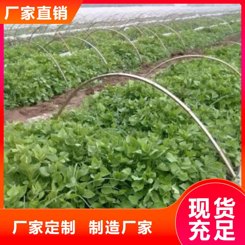 紫薯种苗病虫防治