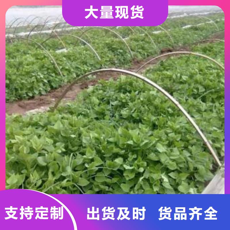 甘薯苗(紫红薯苗)基地育苗