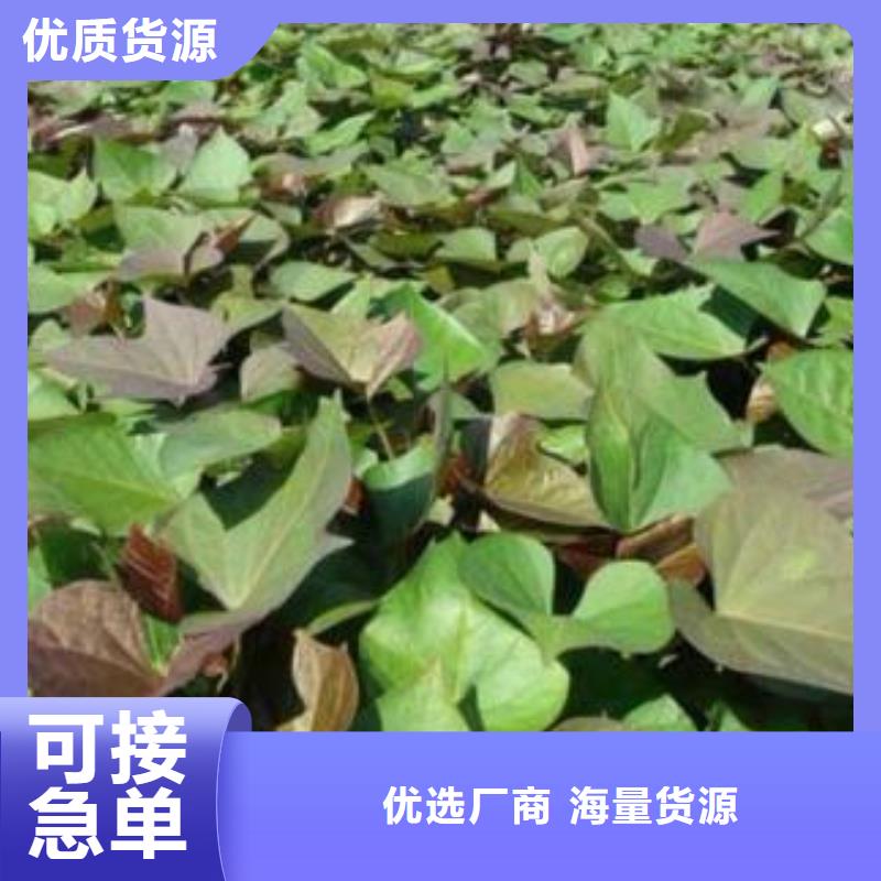 红甘薯苗（高剪苗）现苗销售