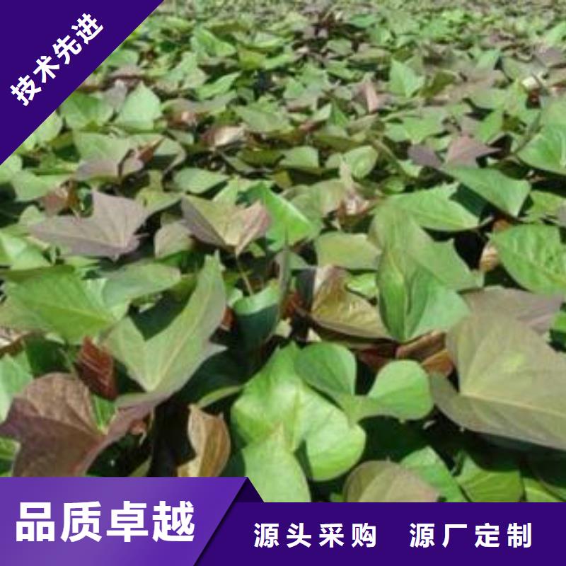 紫薯苗（济黑2号上市）厂家现货