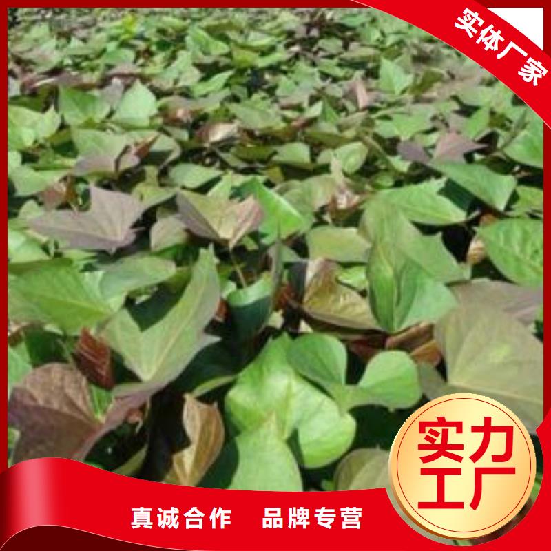 紫色地瓜苗（夏薯）种植技术培训